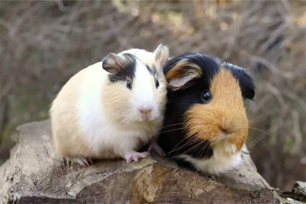 Diy guinea pig hot sale toys