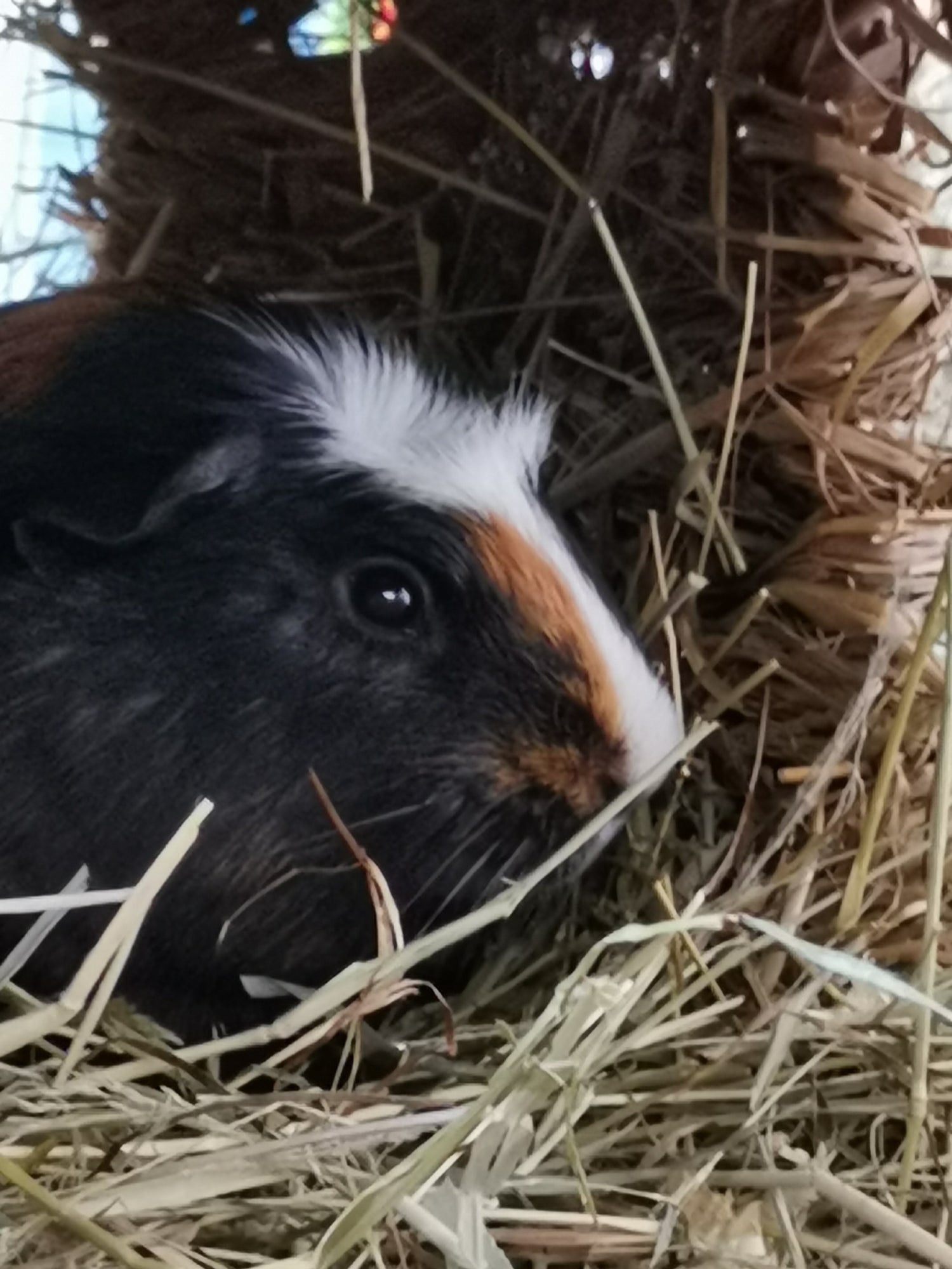 Bob Guinea Pig