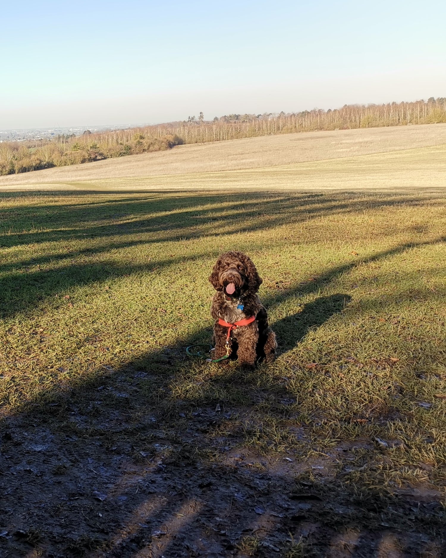 Ziggy Walk Your Dog With Love Harness