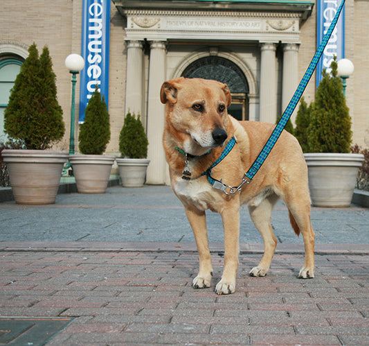 Walk Your Dog With Love - Reflective Dog Harness - Sensitive