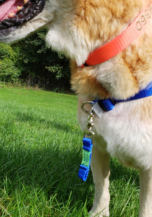 Walk Your Dog With Love - Training Tab