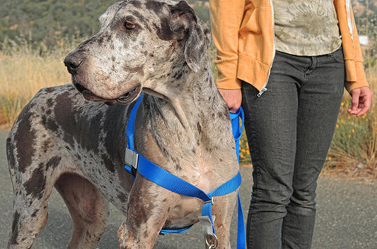 Walk Your Dog With Love - Large Reflective Color Dog Harness - Soft Touch