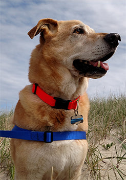 Walk Your Dog With Love - Large Reflective Color Dog Harness & Lead - Soft Touch