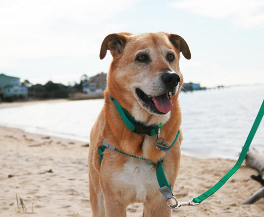 Walk Your Dog With Love No-Pull Harnesses: A Great Solution for Pulling Dogs