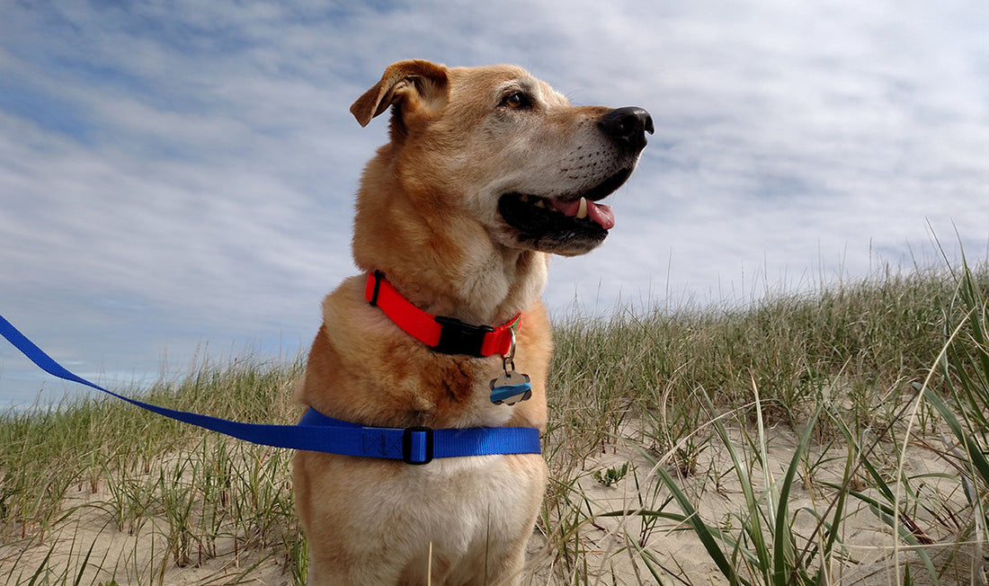 From Pulling to Peaceful: Our Experience Using the Walk Your Dog With Love Harness