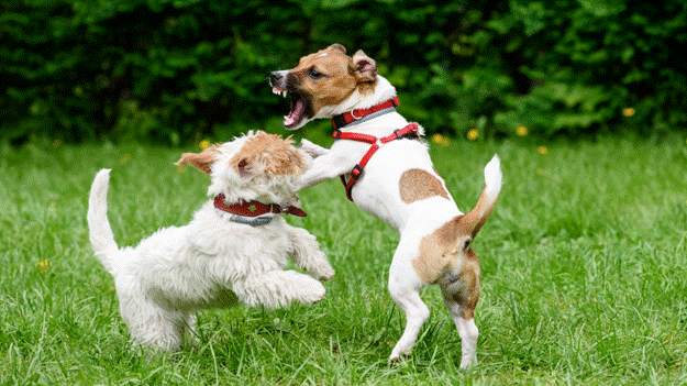 Overcoming Common Dog Training Challenges