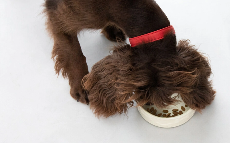 Choosing the Best Dog Food for Your Furry Friend