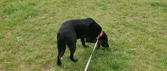 A study found that using collars on pulling dogs might result in neck injury.