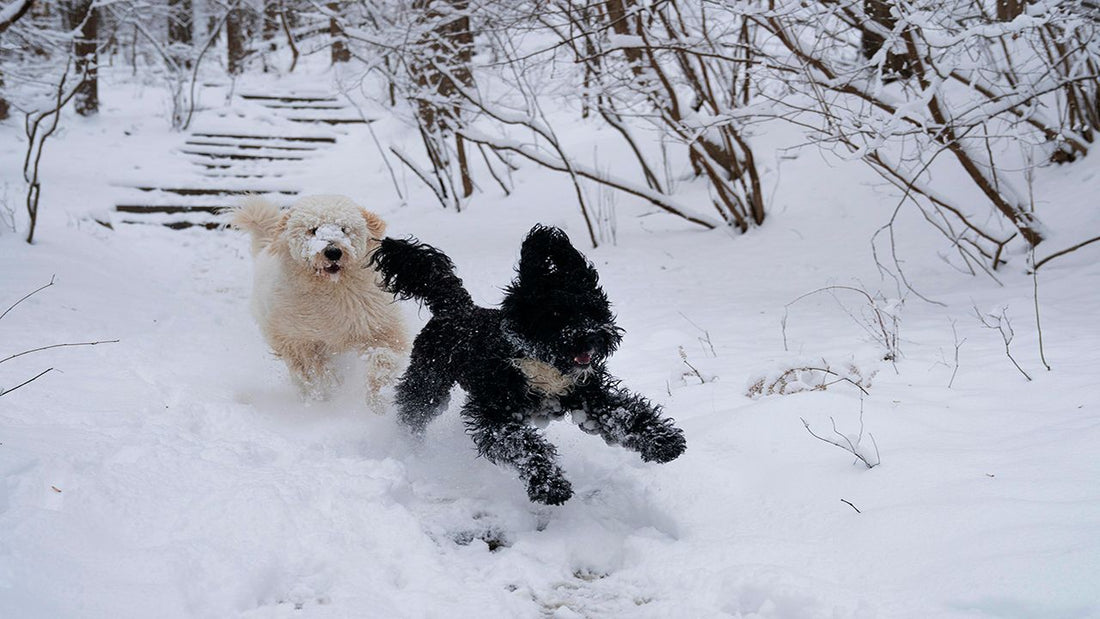 Winter Activities for Dogs: Embracing Frosty Fun in the Snow