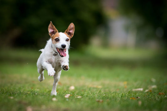 Mastering Recall: Essential Training Tips for a Well-Behaved Pup