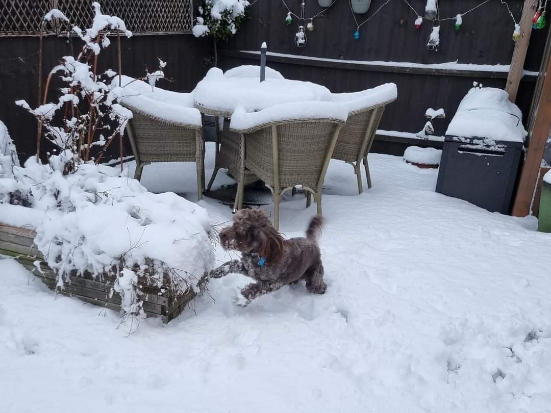 Dogs and Snow: How to Keep Your Dog Safe and Happy in Winter Weather