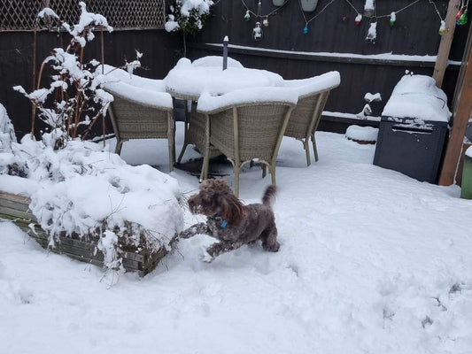 Dogs and Snow: How to Keep Your Dog Safe and Happy in Winter Weather