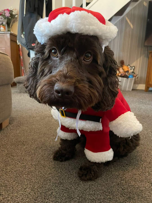 7 Ways to Make Christmas Extra Special for Your Dog