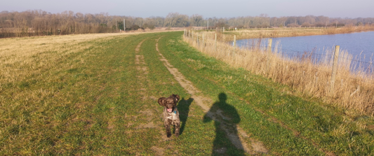 The fundamentals of dog training