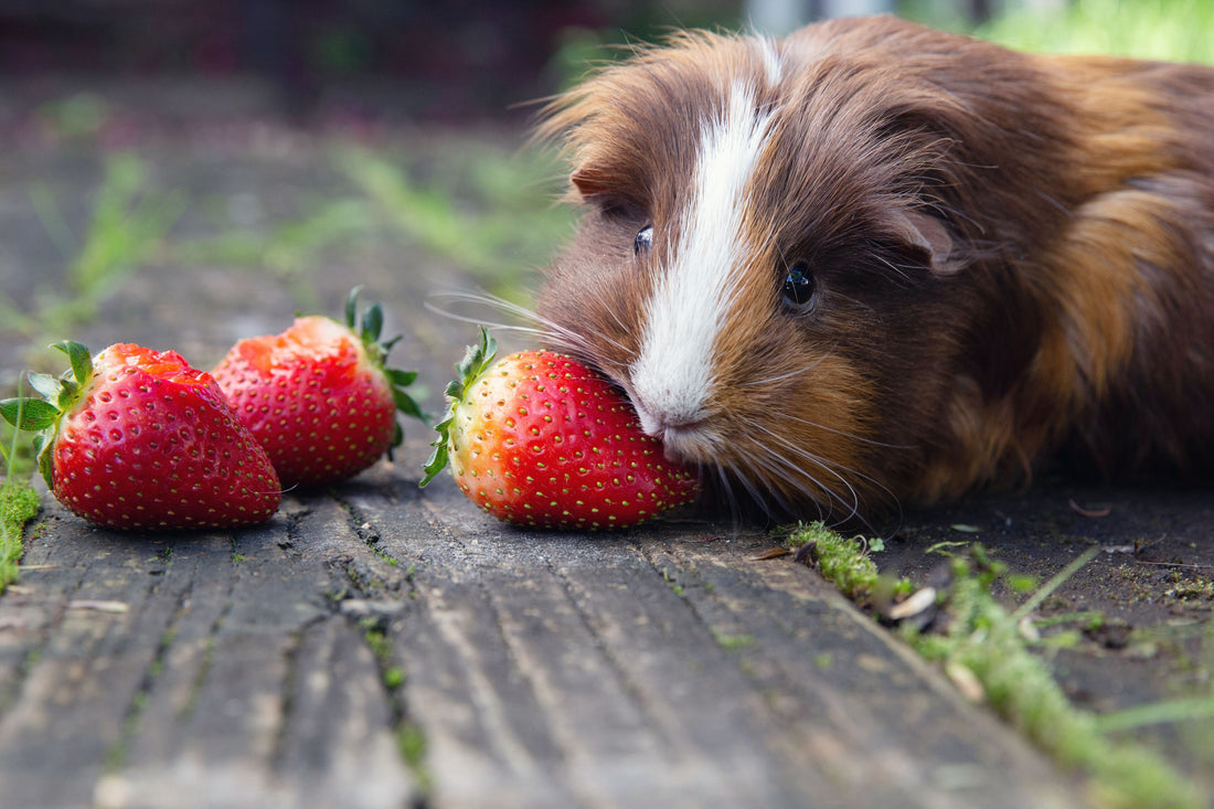 What You Need to Know About Guinea Pig Dental Care