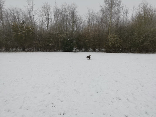 Cold Weather Dog Walking: Tips for Winter Walks with Your Four-Legged Friend