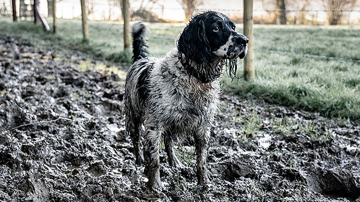 Keeping Your Pooch Pristine: A Guide to Cleaning Dogs After a Muddy Walk