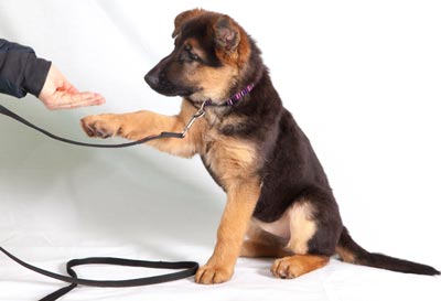 Puppy Training 101: Starting Off on the Right Paw