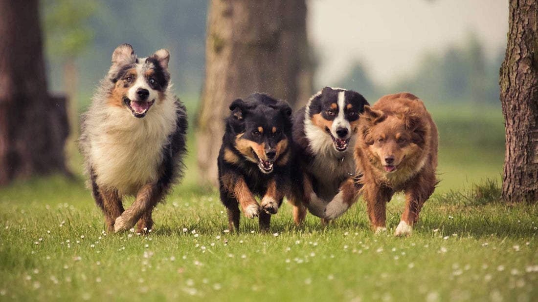 Effective Training Techniques for a Happy and Obedient Dog