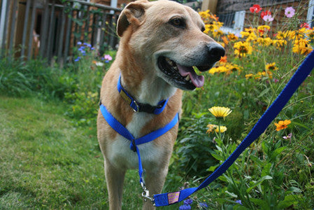 How to fit your Walk Your Dog With Love - No Pull dog harness