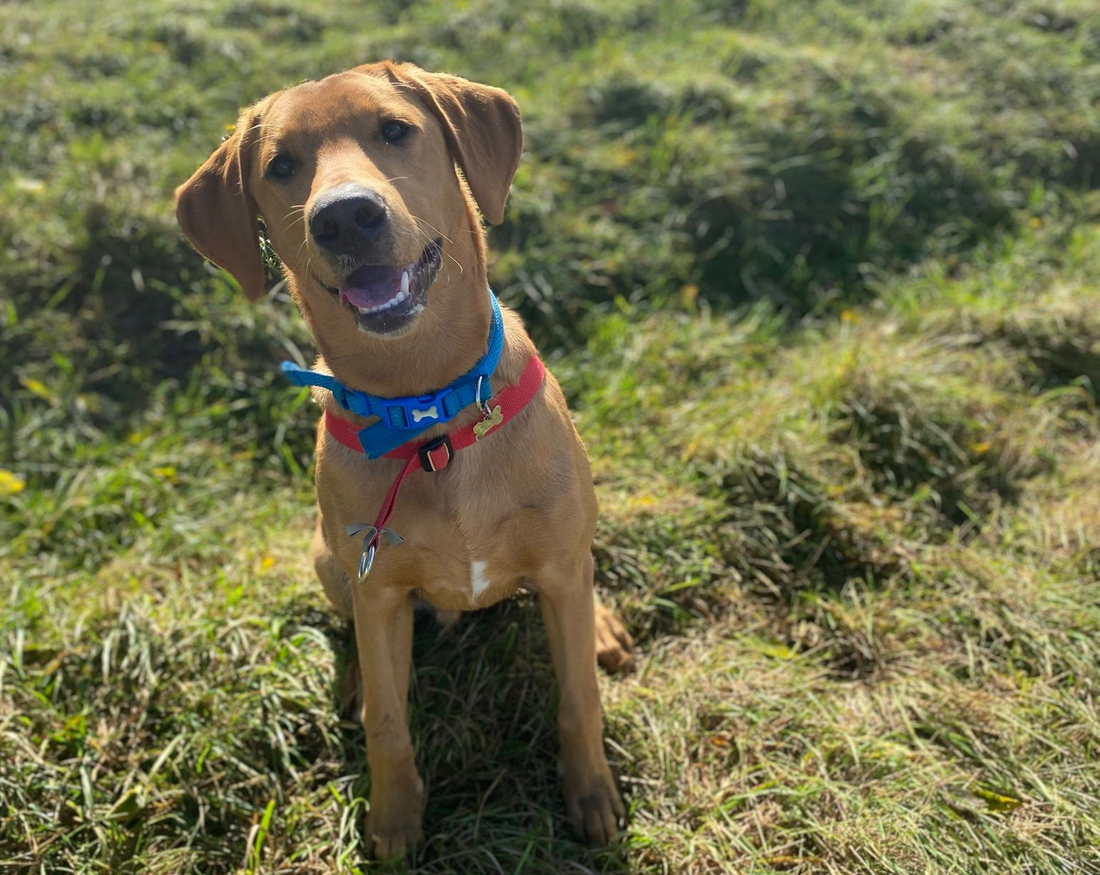 Dog Breed Yellow Lab Beagle Mix Labrador Beagle Mix Lab Beagle