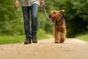 Five Tips to Walk Your Dog With Love