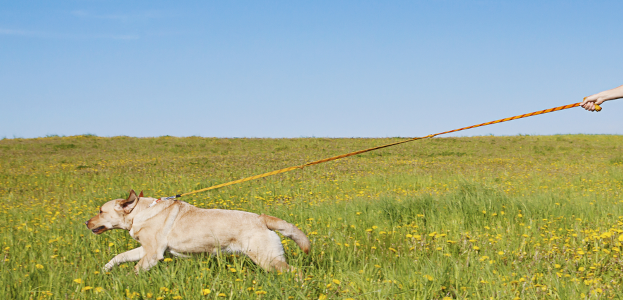 Why do dogs pull on leads?