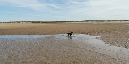 Five tips to walk your dog with love in the summer heat