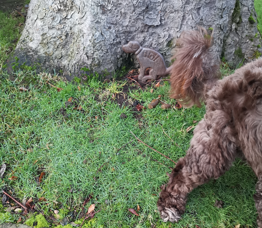 Best compostable dog poo bag