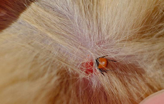 The Hidden Threat: Unraveling the Risks of Tick Bites in Dogs