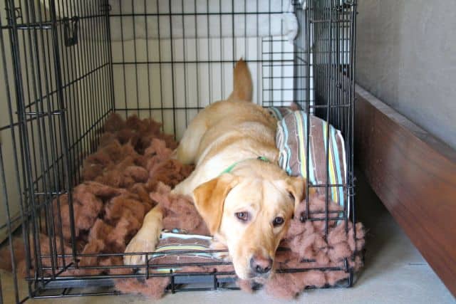 Crate Training Your Dog: A Step-by-Step Guide to Success