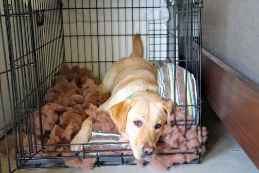 Crate Training Your Dog: A Step-by-Step Guide to Success