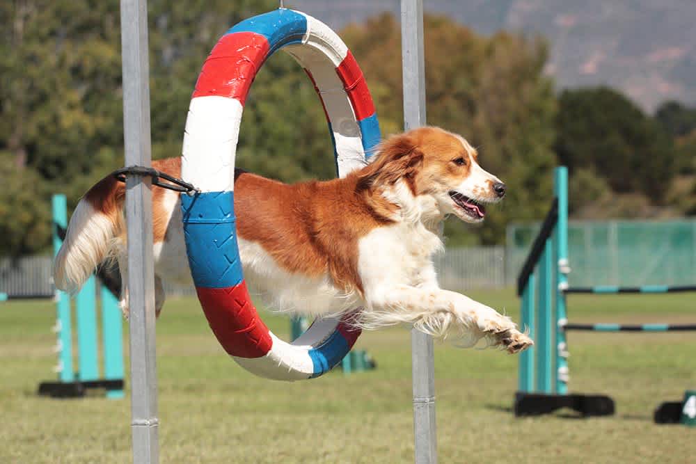 The Benefits of Dog Agility Training: Fun and Fitness for Your Furry Friend