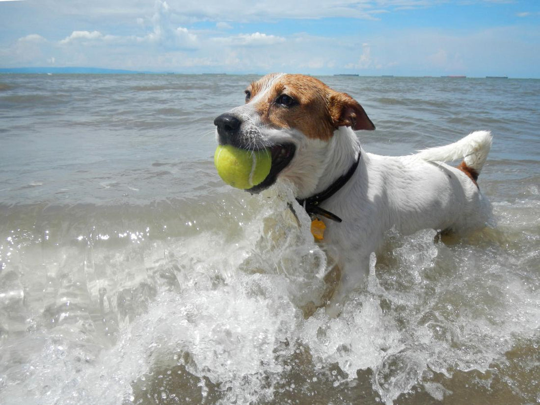 Sandy Paws and Wagging Tails: A Guide to Enjoying the Beach with Your Dog