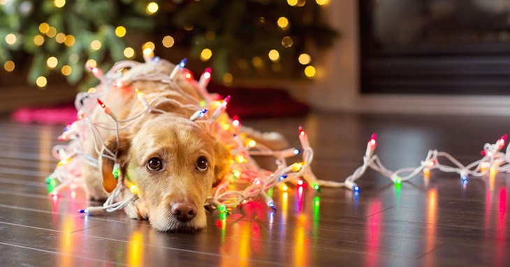 'Tis the Season for Pawsome Joy: Celebrating Dogs at Christmas