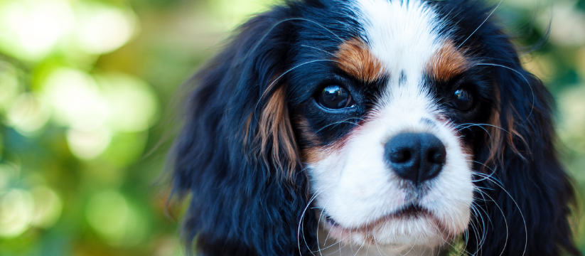 Understanding Your Dog’s Body Language: Communicating with Your Canine Companion