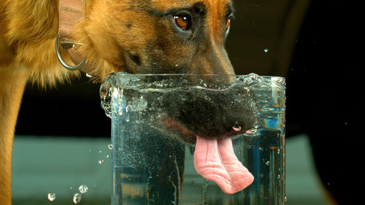 Understanding the Importance of Proper Hydration for Your Dog