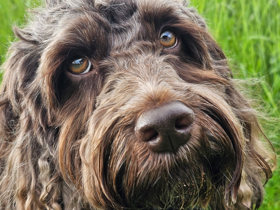 Ensuring Your Dog’s Health and Happiness: Essential Tips for Pet Owners