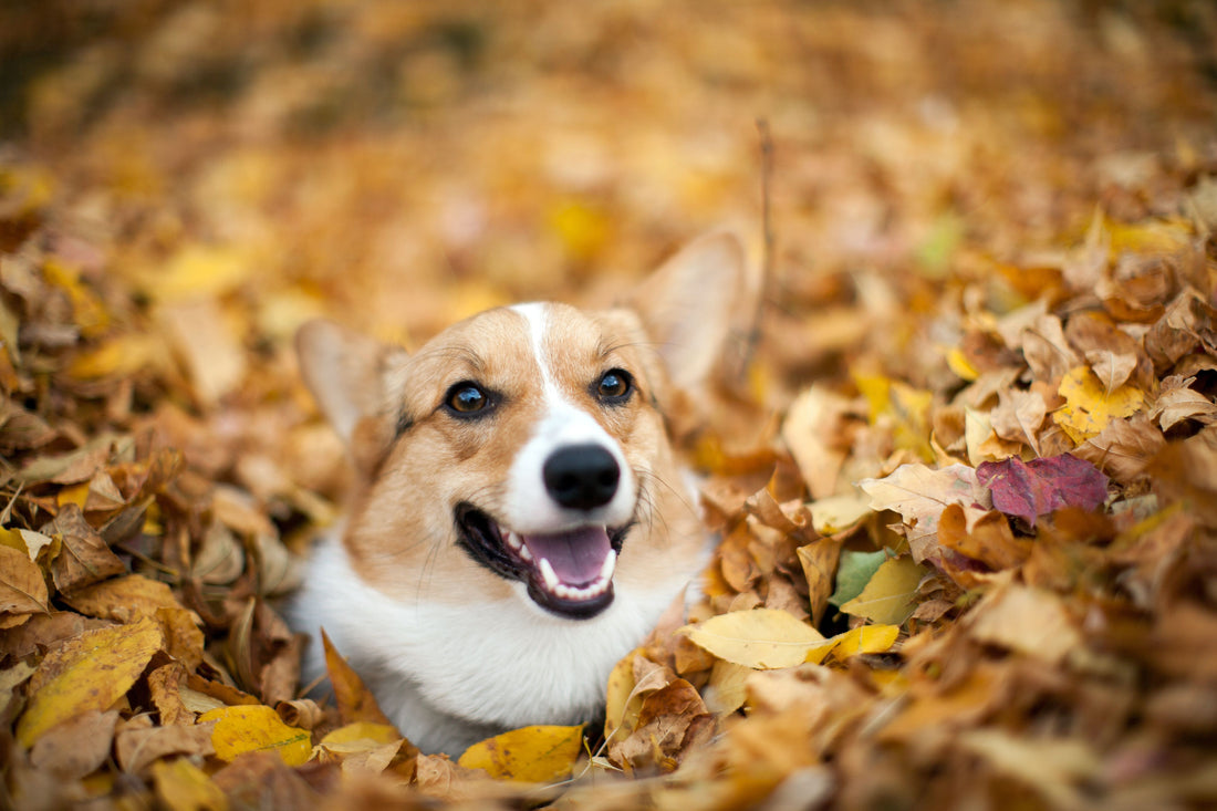 Autumn Tails: Navigating the Season Safely with Your Canine Companion