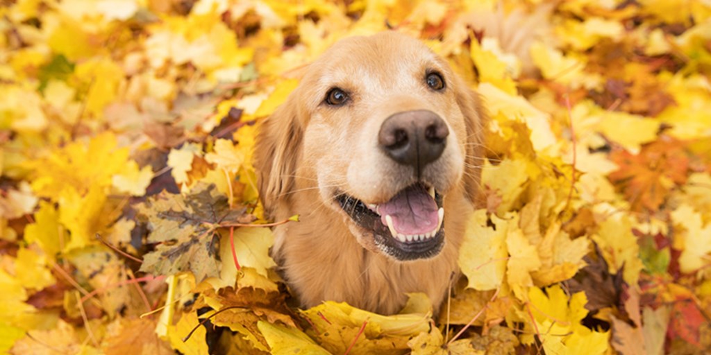 Autumn Adventures: Embracing the Season with Your Canine Companion