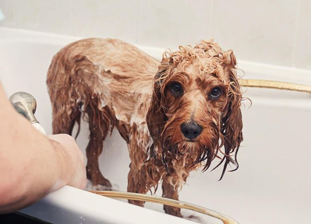 Winter Grooming Tips: Nurturing a Clean and Healthy Coat for Your Canine Companion
