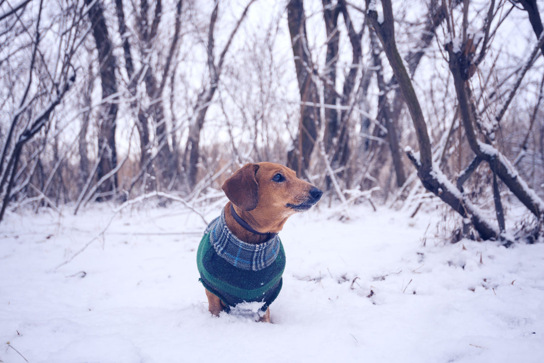 Cold-Weather Canine Care: A Guide to Looking After Your Dog in Winter