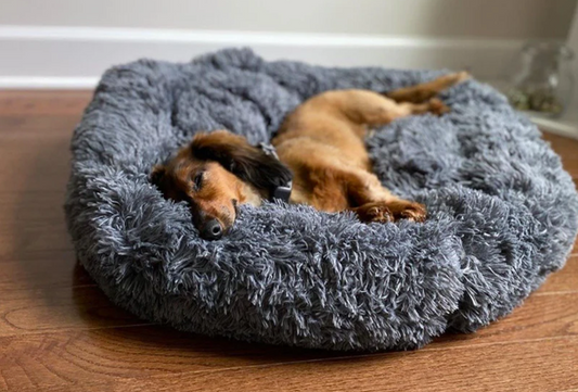 The Benefits of a Soft Donut Bed for Your Dog