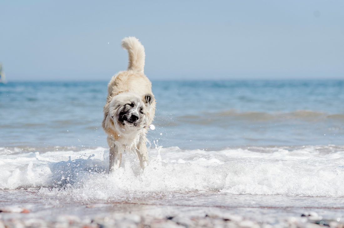 Summer Bliss: Keeping Your Canine Cool and Happy in the Heat