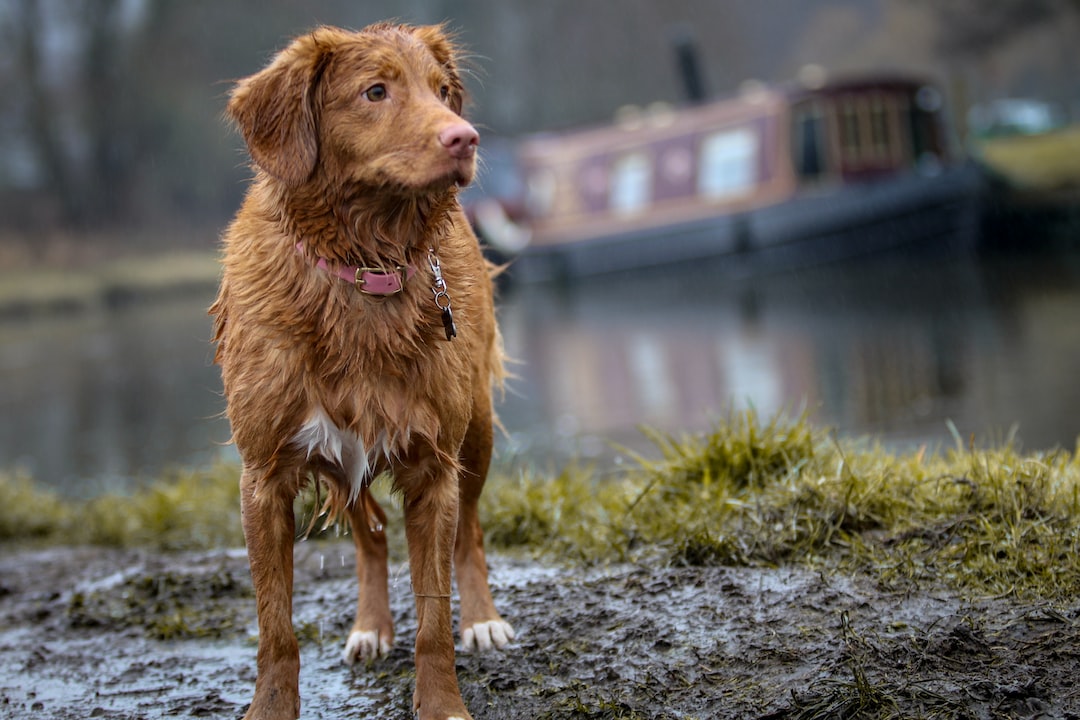 Rainy Day Adventures: A Guide to Walking Your Dog in the Rain