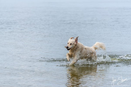 Ensuring Water Safety for Your Dog: Tips for a Fun and Safe Experience