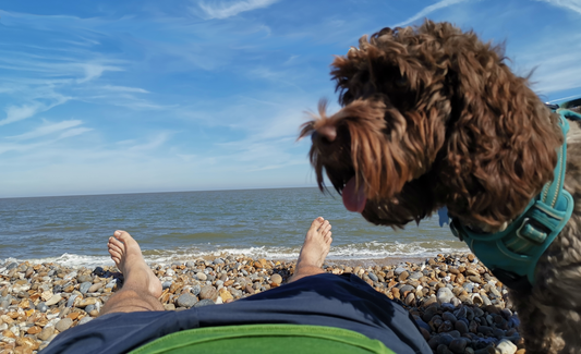 5 Safety Tips for Taking Your Dog to the Beach