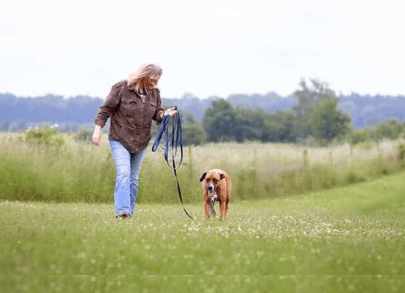 Top Tips for Choosing the Right Dog Lead