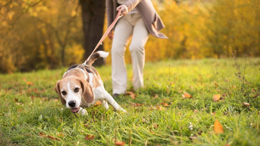 The Benefits of Using a No-Pull Lead for Your Dog