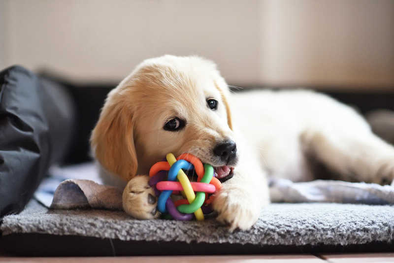 Why Interactive Toys are Essential for Your Dog’s Well-Being